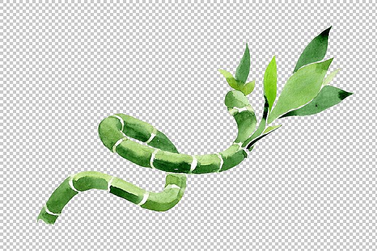 Bamboo Dracena sanderiana PNG watercolor set