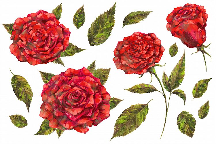 Handpainted Red Roses PNG Set