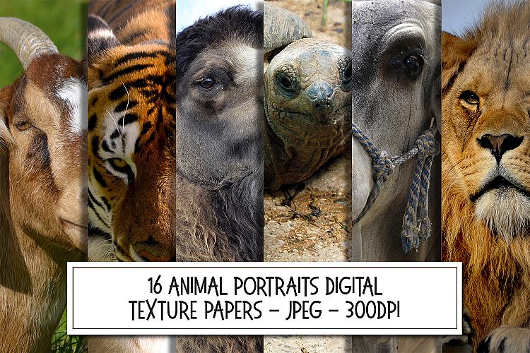 16 Animal Portraits Photographs Bundle