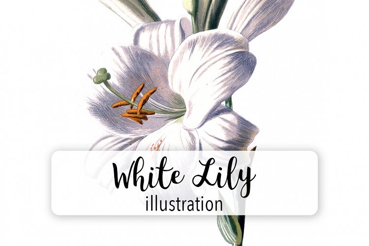 Florals - Vintage White Lily