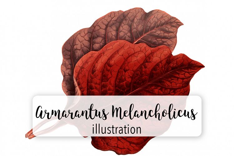 Leaves - Vintage Armarantus Melancholicus