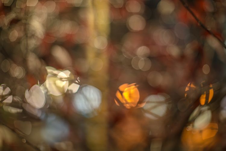 Blurred red leaves after rain