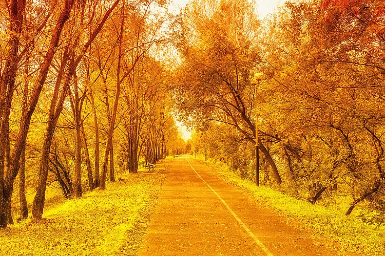 Beautiful fall, orange, gold
