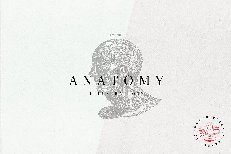 Premium Anatomy illustrations