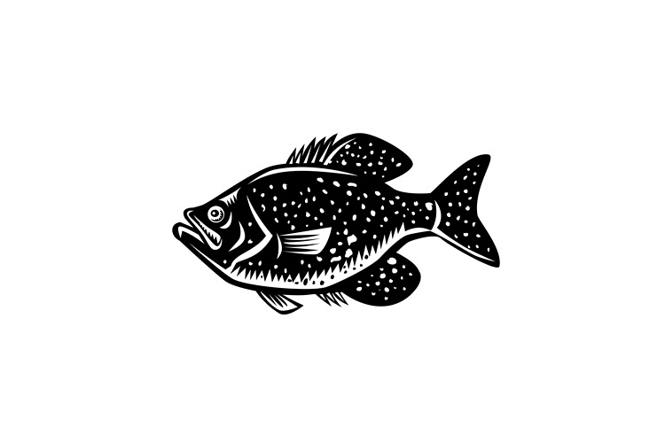 Crappie Fish Woodcut