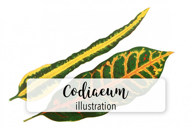 Leaves - Vintage Codiaeum