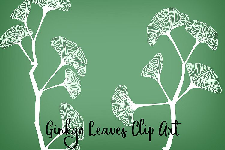 Ginkgo Leaves Clip Art, Vectors, PNGs and Digital Brushes