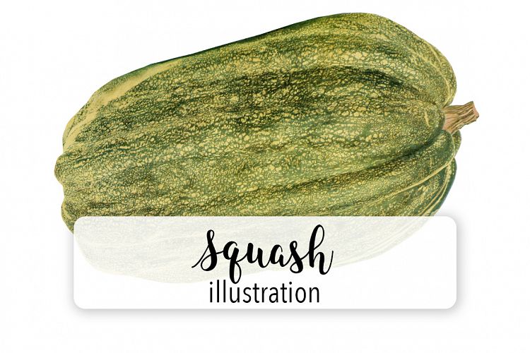 Squash - Vintage Illustration