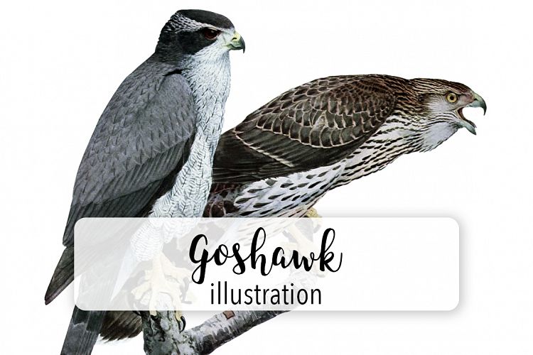 Birds - Vintage Goshawk