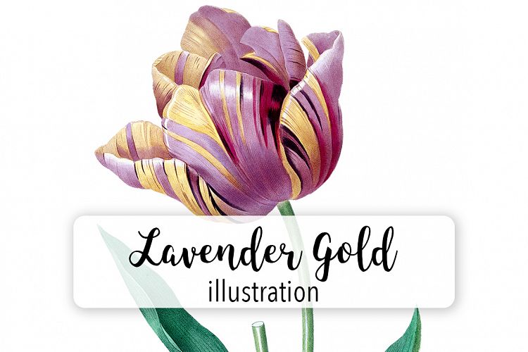 Florals - Vintage Lavender Gold Tulip