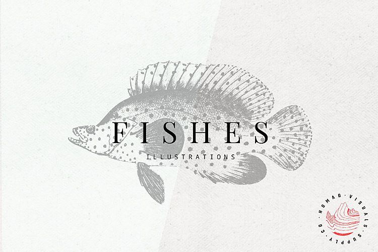 Premium Fishes Illustrations
