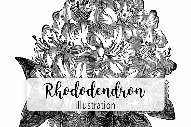 Rhododendron - Vintage Florals