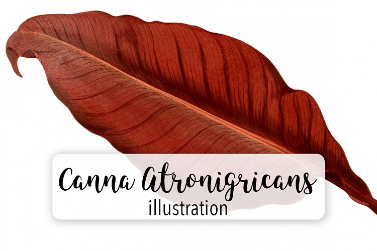 Leaves - Vintage Canna Atronigricans