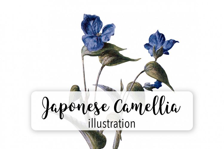 Florals - Vintage Commelina