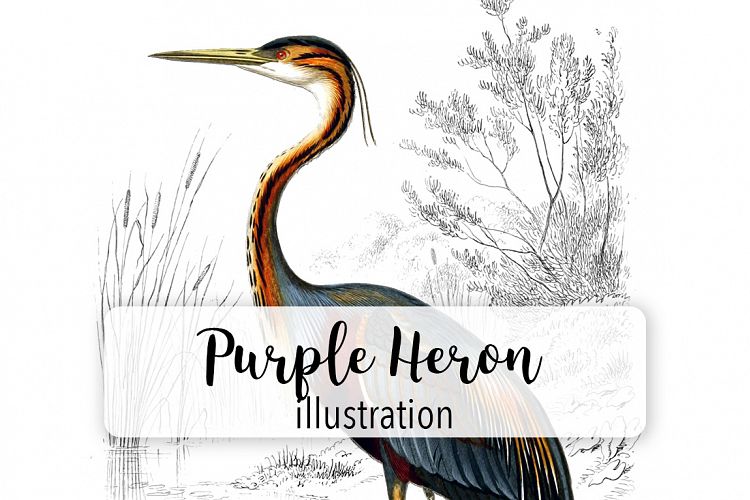 Birds - Vintage Purple Heron