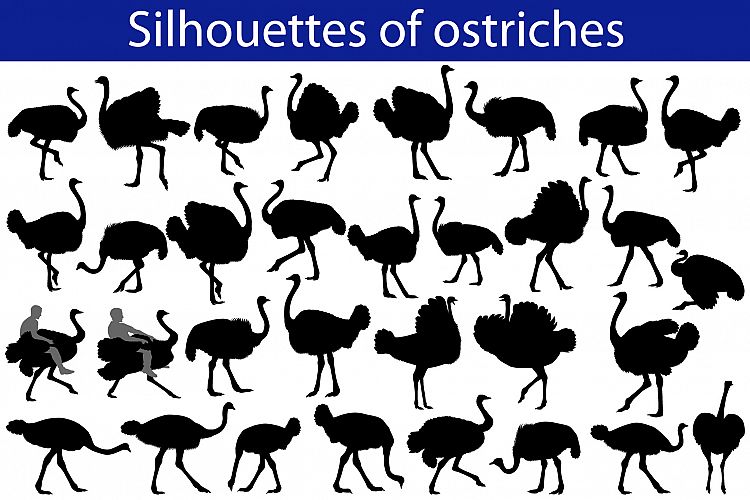 Silhouette of ostrich