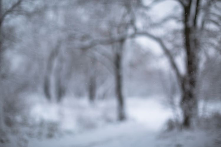 Blurred snow forest