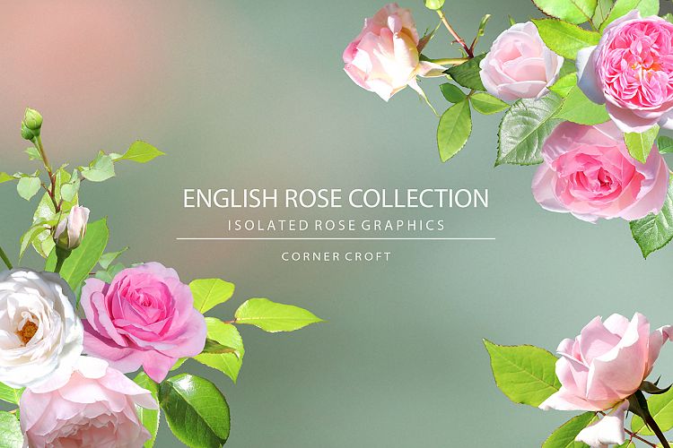Isolated Rose Bundle 