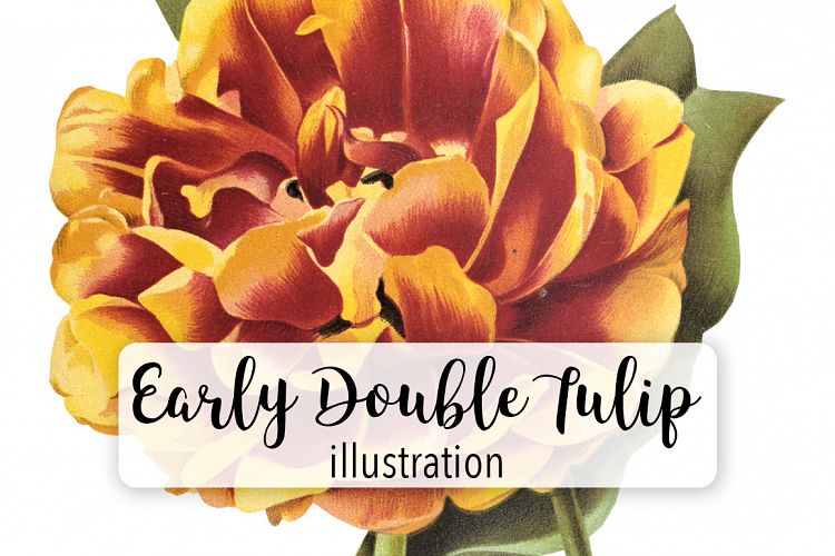 Florals - Vintage Double Tulip Toreador