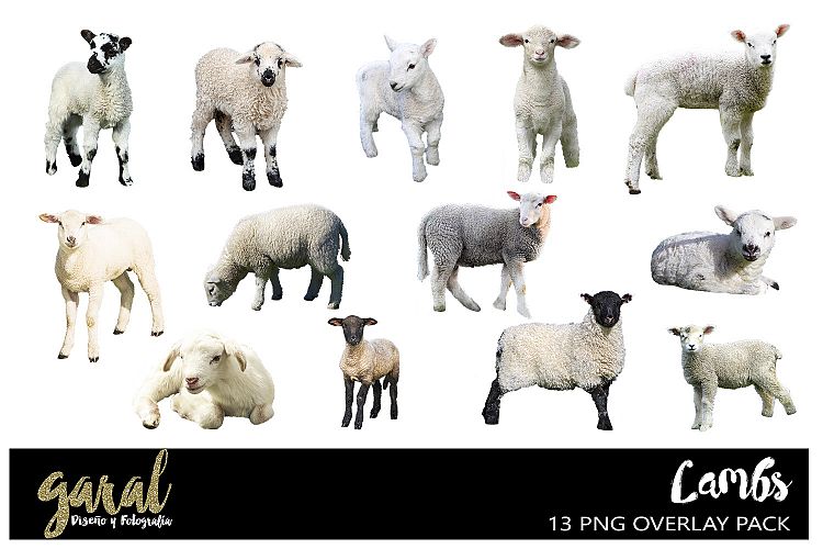 LAMBS, 13 PNG images pack
