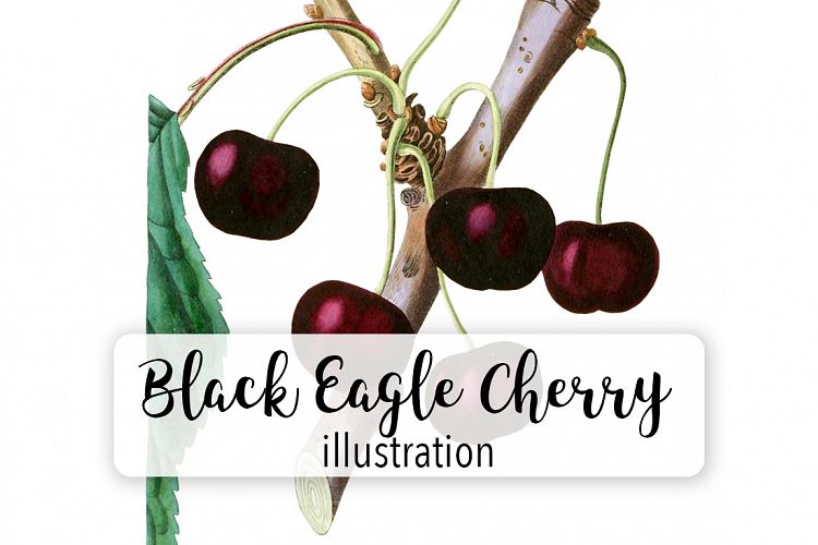 Fruit - Vintage Black Eagle Cherry