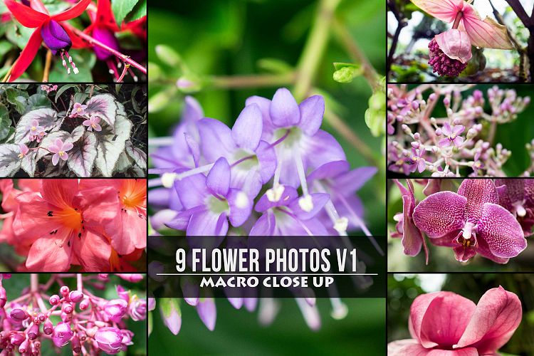 9 Macro Flower Photos