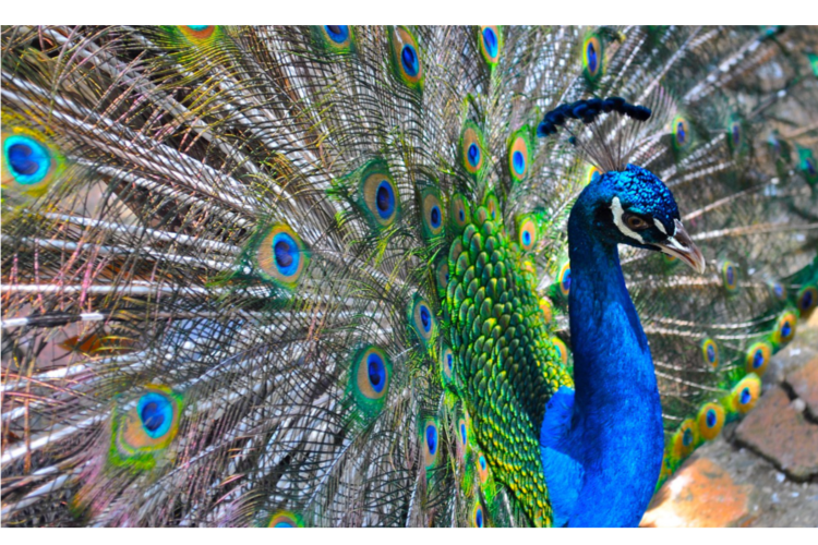 Peacock
