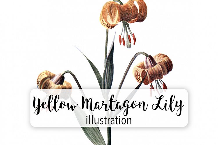 Florals - Vintage Yellow Martagon Lily