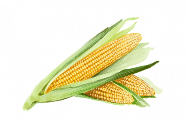 realistic corns hand painting vector