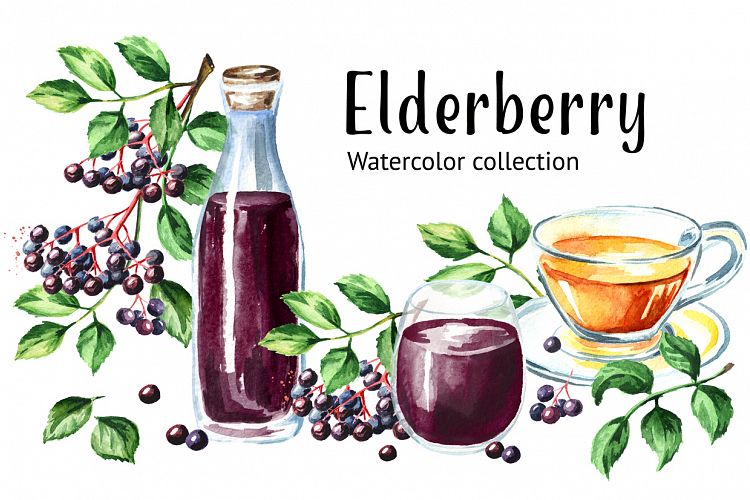 Elderberry. Watercolor collection