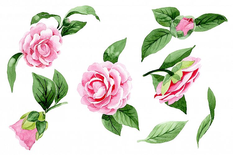 Wonderful pink camellia PNG watercolor set
