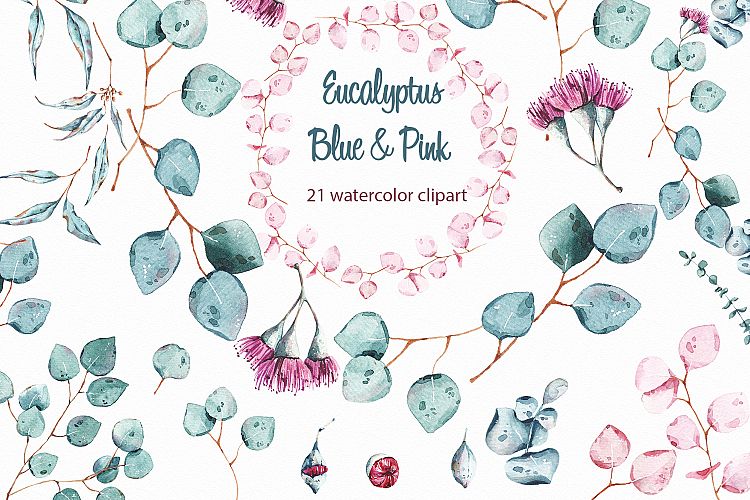 Eucalyptus watercolor clipart