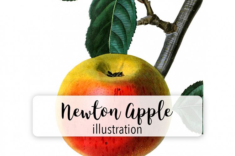 Fruit - Vintage Newton Spitzenberg Apple