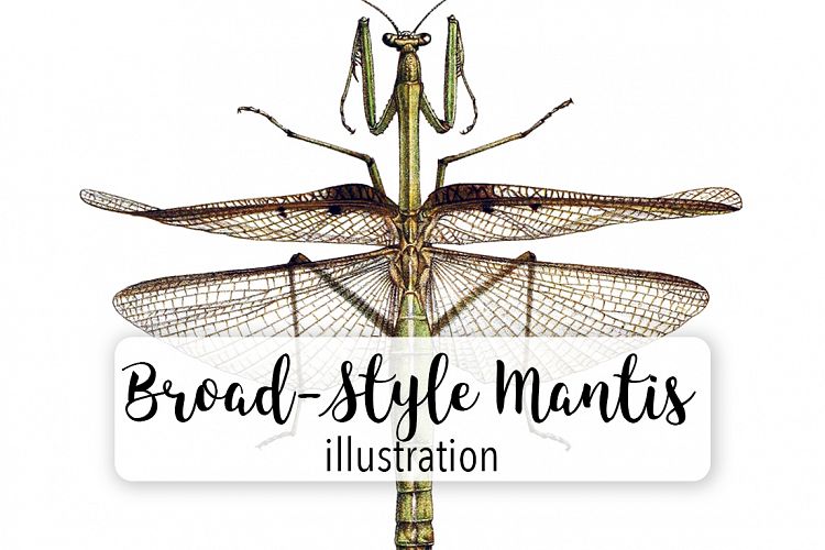 Mantis - Insects - Vintage Bugs