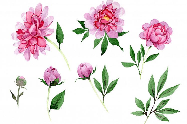 Tender pink peony PNG watercolor set