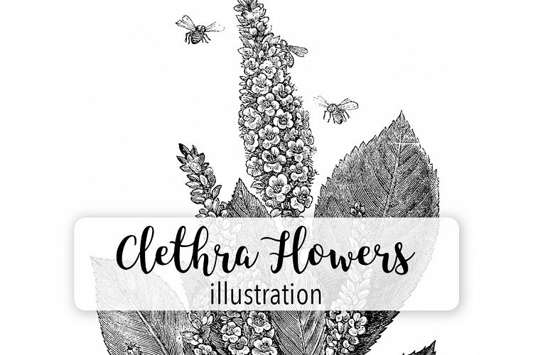 Florals - Vintage Black and White Clethra Flowers