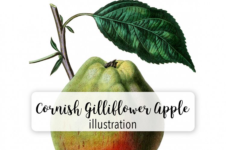 Fruit - Vintage Gilliflower Apple