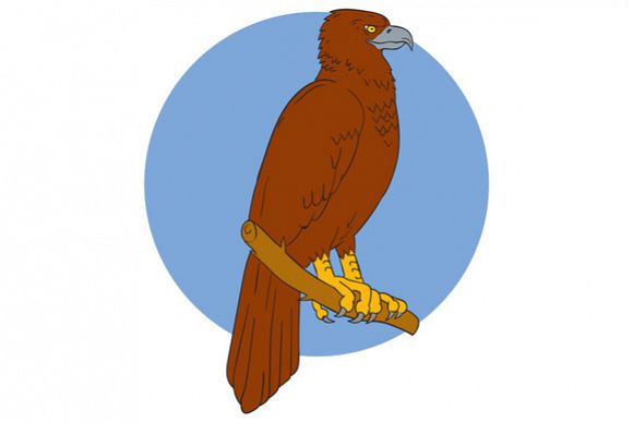 Australian Wedge-tailed Eagle Perch Drawing example image 1