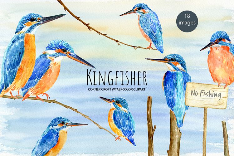 Bird Kingfisher Clipart, Watercolor Illustration 