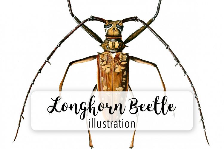 Beetle - Insects - Vintage Bugs