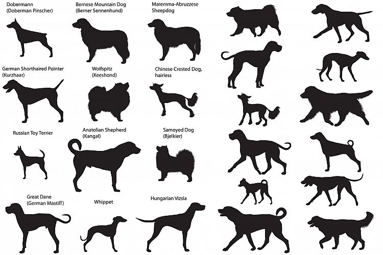 Dog show silhouettes