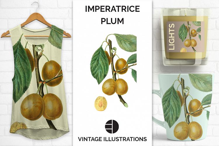 Fruit - Vintage White Imperatrice Plum