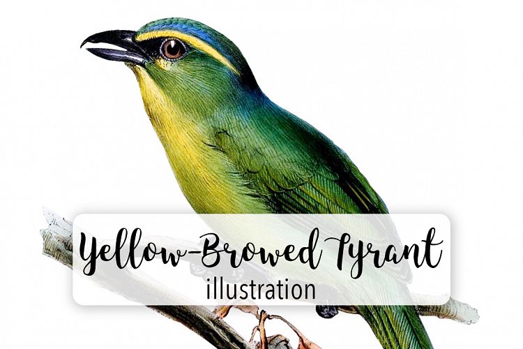 Birds - Vintage Yellow-Browed Tyrant