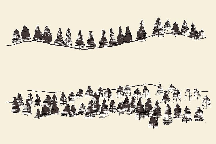Fir forest