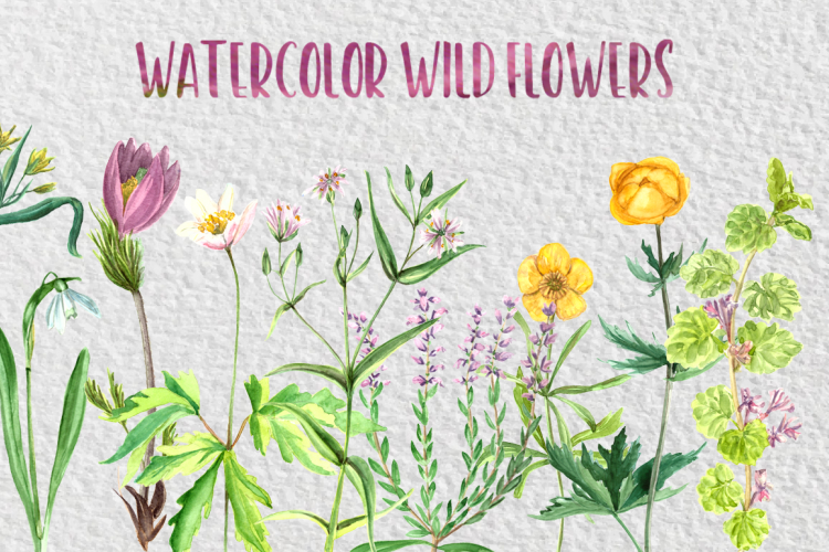Watercolor Wild Flowers Collection
