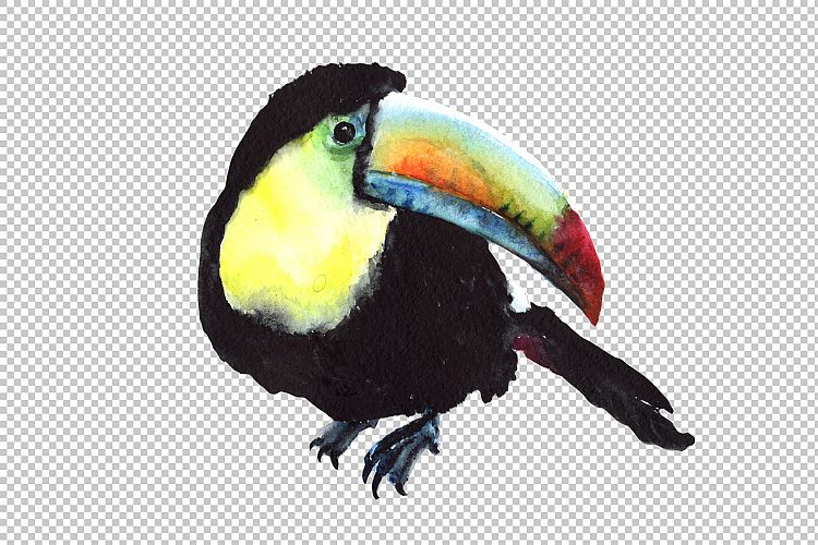 Tropical toucan PNG watercolor bird set