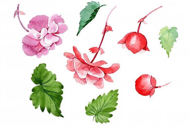 Begonia flower plant PNG watercolor set