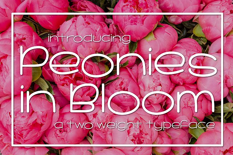 Peonies in Bloom
