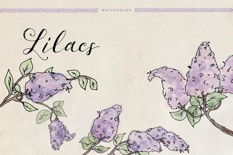 Watercolor Lilacs