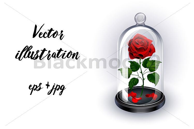 Red Rose Under Dome on White Background